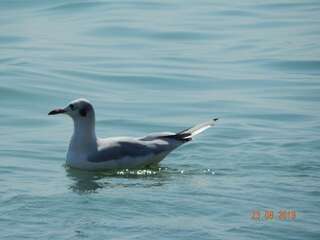 Мини-отель Mini Hotel Valeri Одесса Семейный номер с душем-21