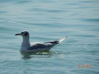 Мини-отель Mini Hotel Valeri Одесса Семейный номер с душем-30